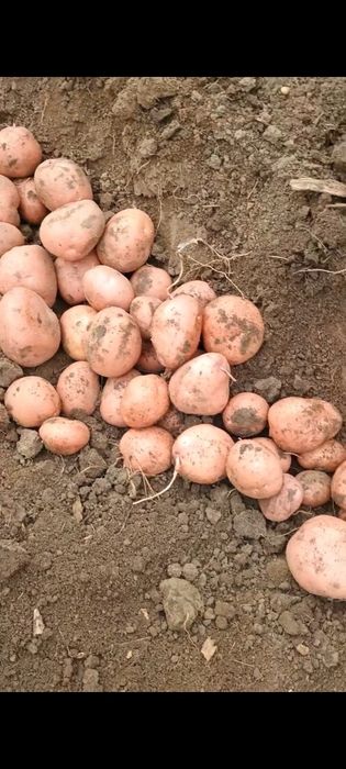 Cartofi pentru furaj