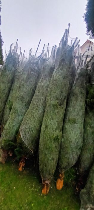 Brad de Crăciun (tăiat şi la ghiveci)