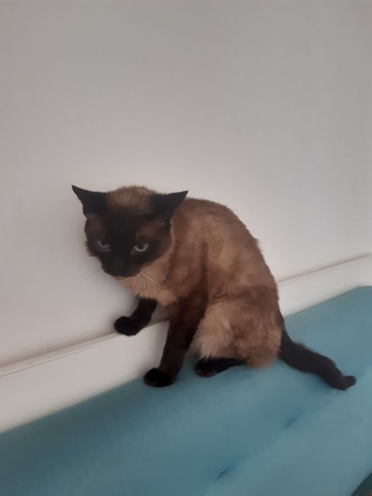 Отдам в хорошим руки кота