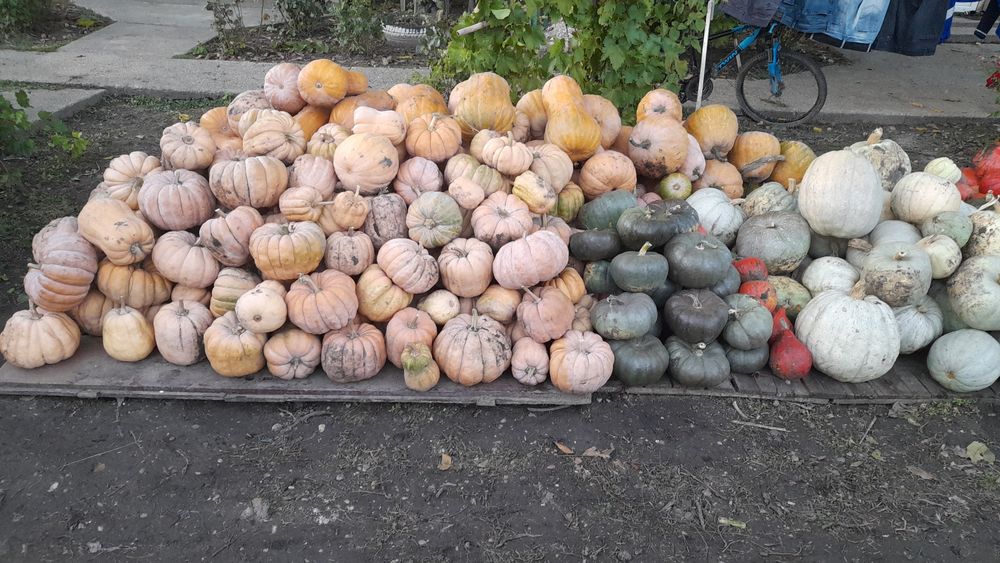 Dovleci Placintari Dovleci Turcesti si Dovleci de gatit supa si piure