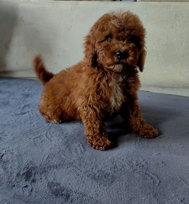 Девочка пудель, Ред Браун, 2,5 месяца