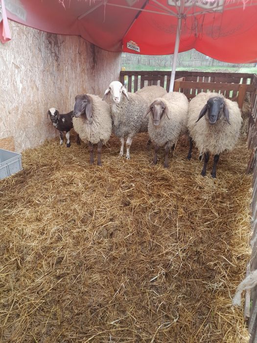 Vand berbec bergamasca