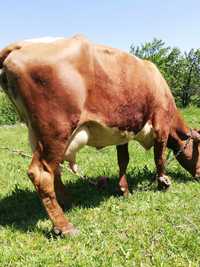 Vaca de vânzare A 4 vițel ieste gestantă în 2 luni