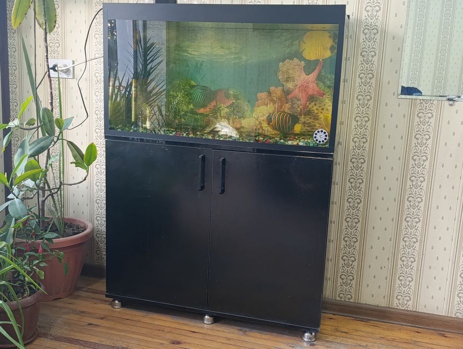 Akvarium sotiladi holati alo