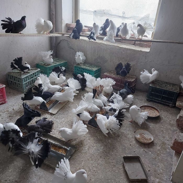 Продавам гълъби Финерлии - бели, сиви и пъстри.