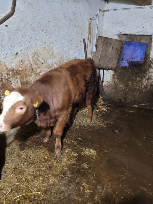 Vând vacă cu vițea