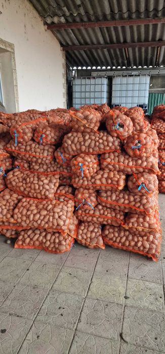 Cartofi Albi Consum 0.80 bani/kg