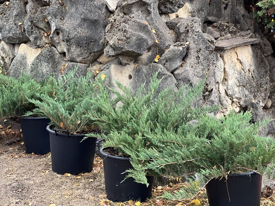 Tuia, magnolii, brazi plante din pepiniera proprie