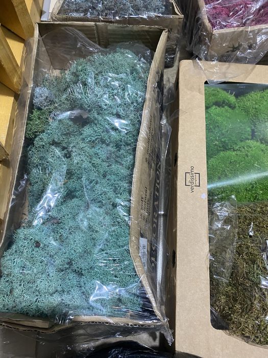 licheni si muschi naturali