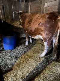 De vanzare vaca baltat cu vitel