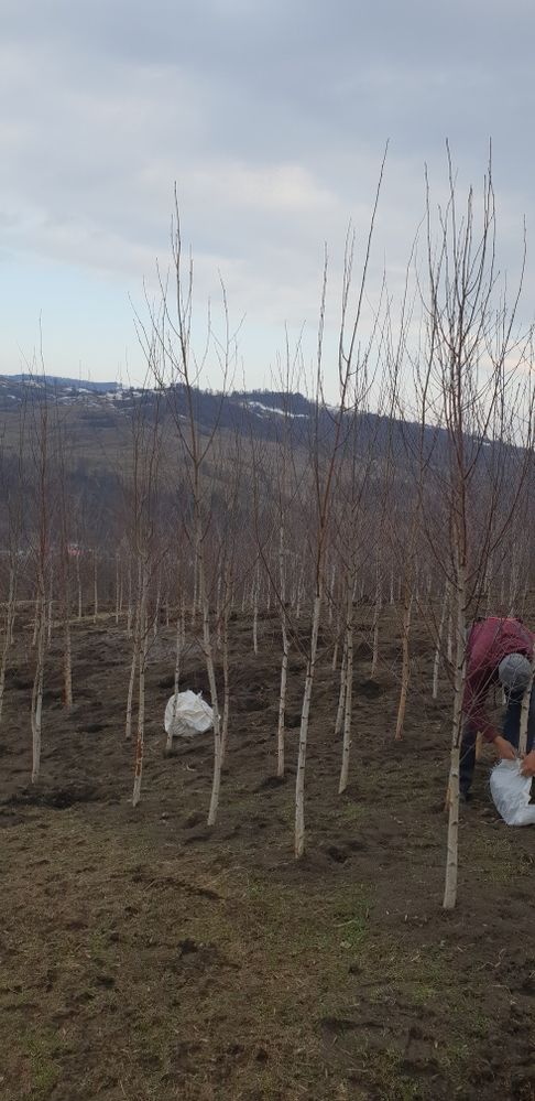 Vindem mesteacăn din pepiniera noastră