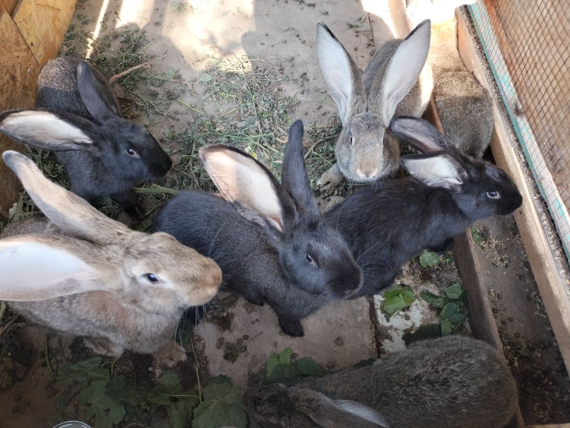 Продам кроликов.