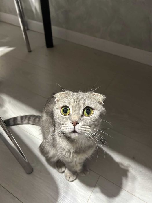 отдам кошку в хорошие добрые руки