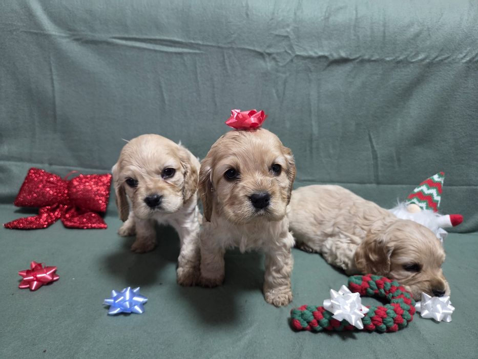 Продавам малки сладки кученца кокер шпаньол