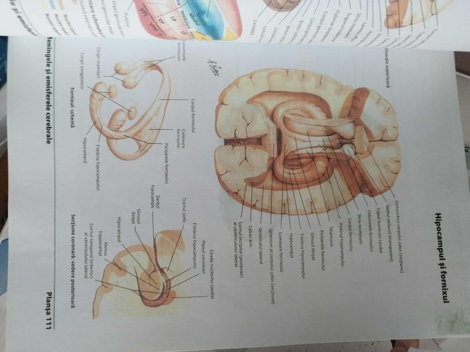 Atlas Netter medicina