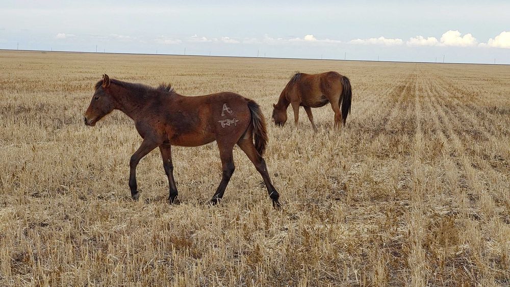 Биелер мен жабағылар сатылады