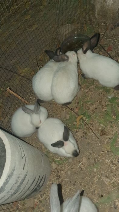 Kaliforniya quyonlar/ калифорнийские кролики