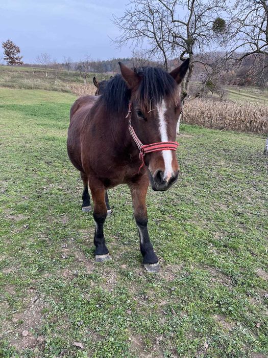 Vânz mânză de un an jumate