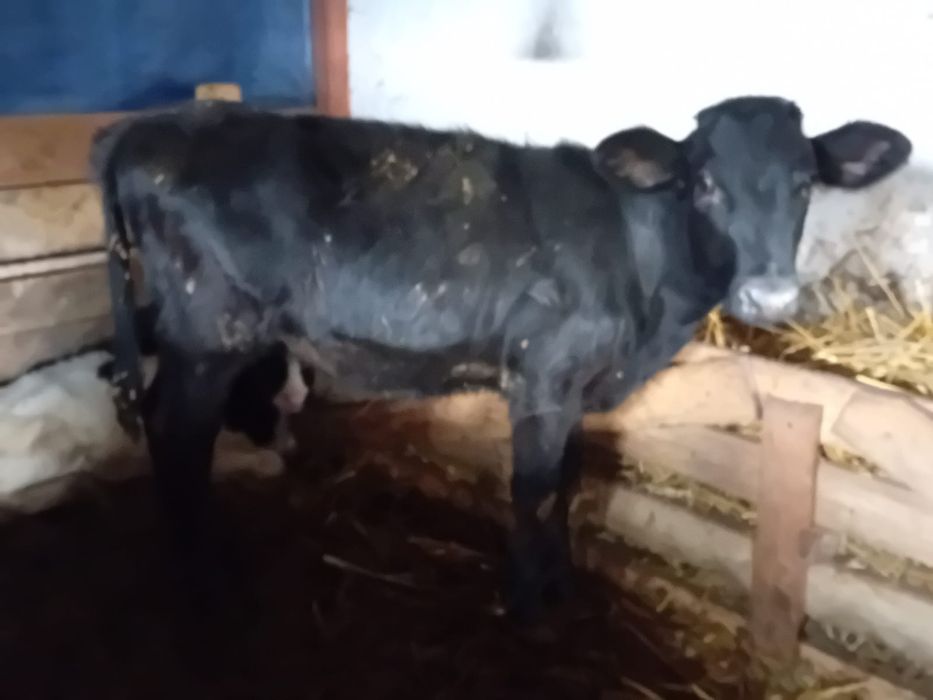 6 vieții înțărcati