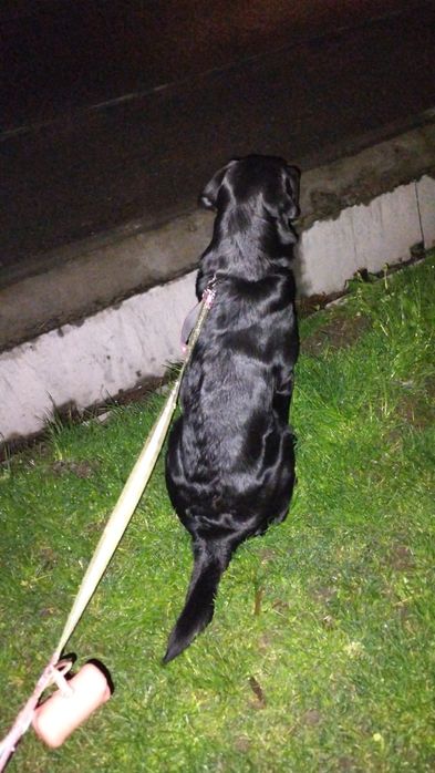 Вязка лабрадор ретривер