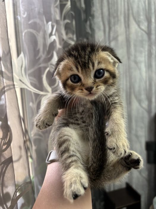 Продаются котята шиншиллы