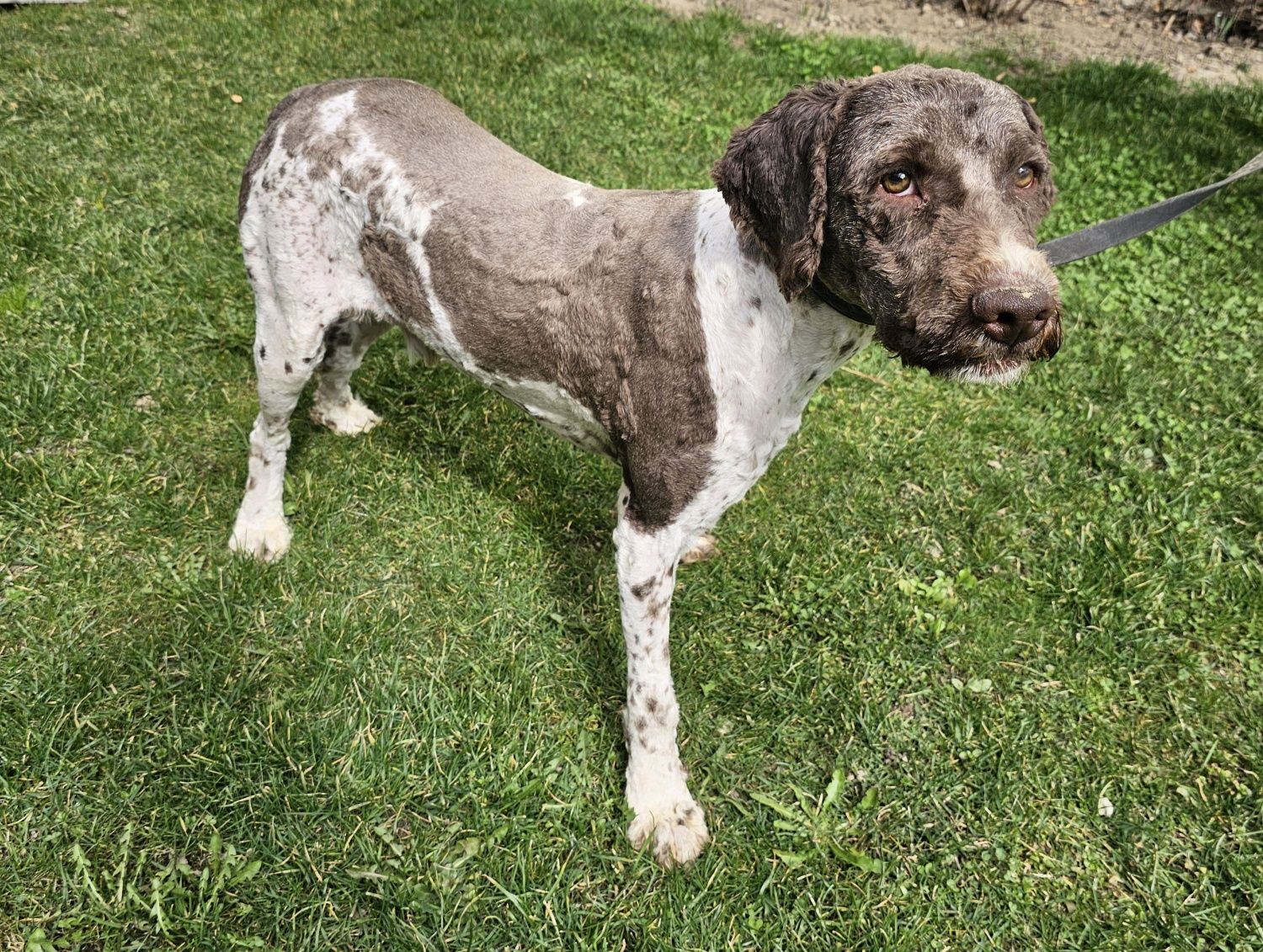 Vand câine Lagotto romagnolo pentru trufe