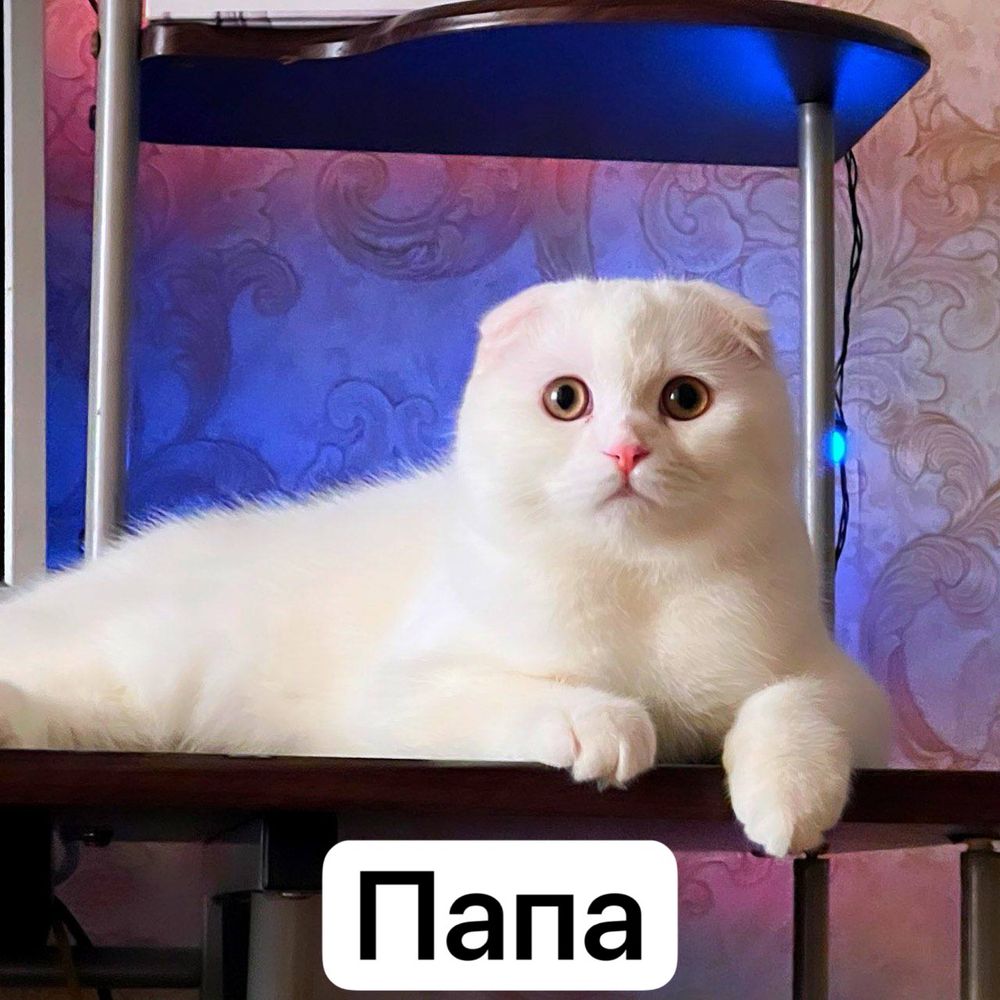 Продам котят Scottish Fold и Scottish Straight