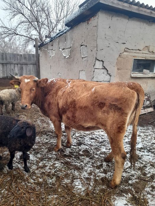 Продам корову стельную