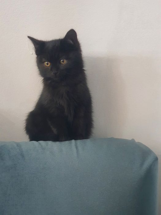 Красивый котёнок ,мальчик  очень добрым людям