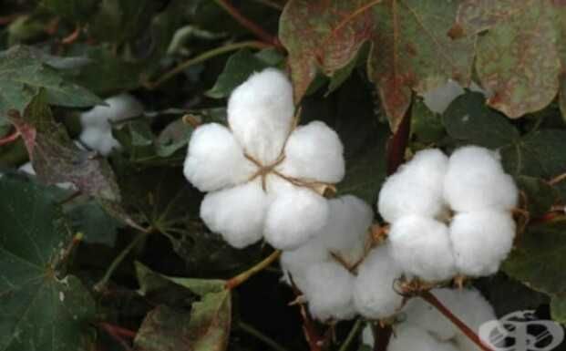 Органичен памук - семена