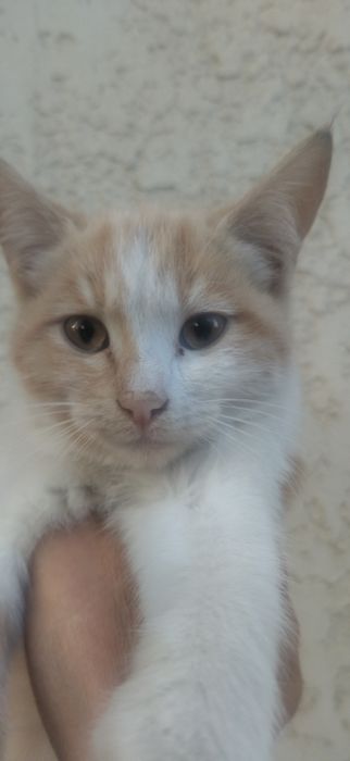 Отдам даром котят