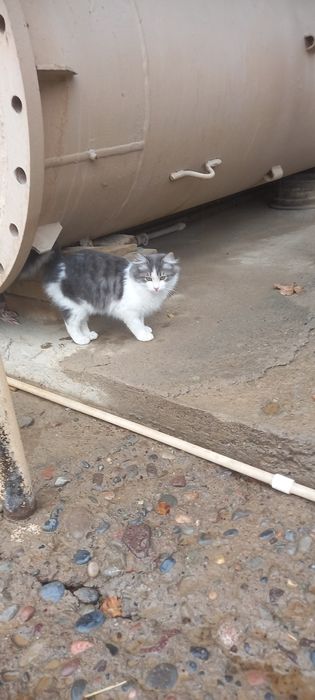 Mushuklar tekinga beriladi