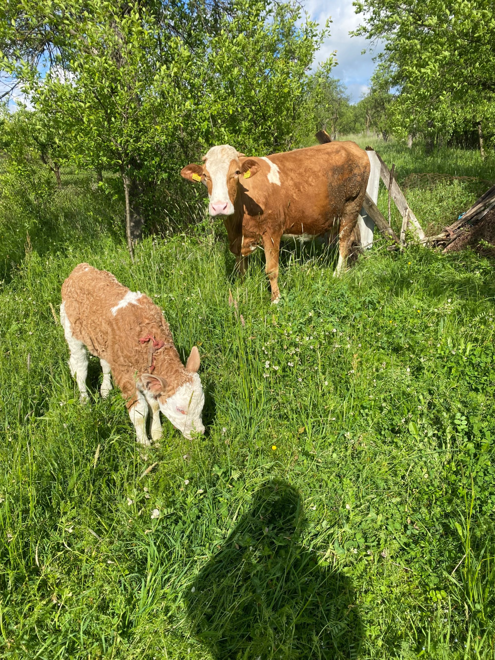 Vaca cu Vitea de vanzare