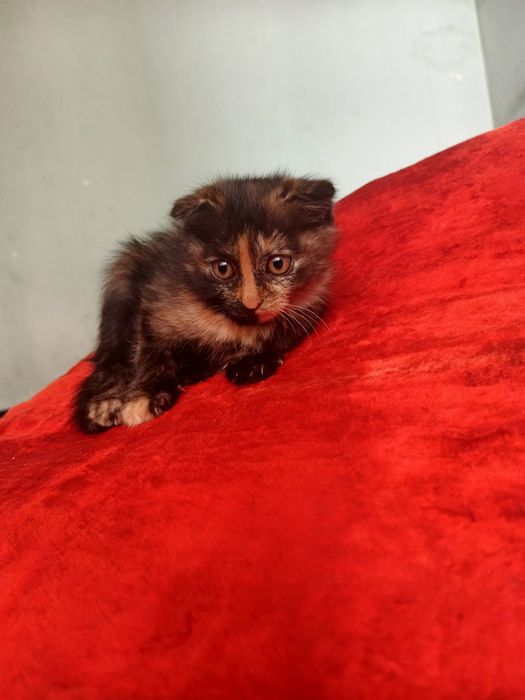 Skottish fold 3 oylik qiz bola sogʻlom