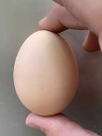 Оптом домашнее куриное яйцо
