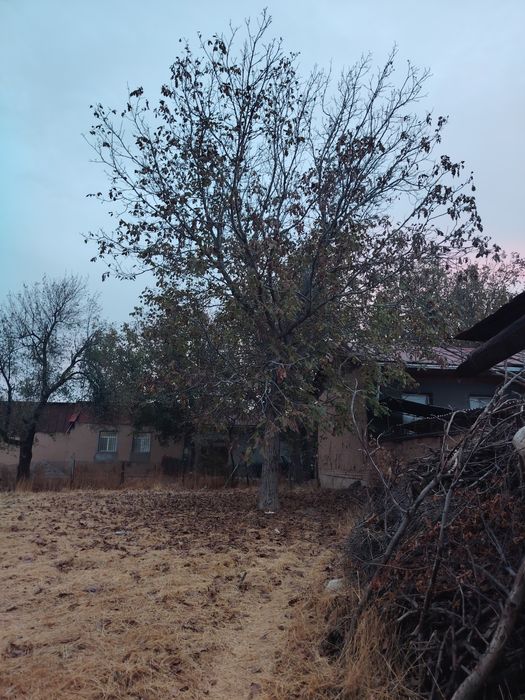 Yongoq daraxt sotiladi