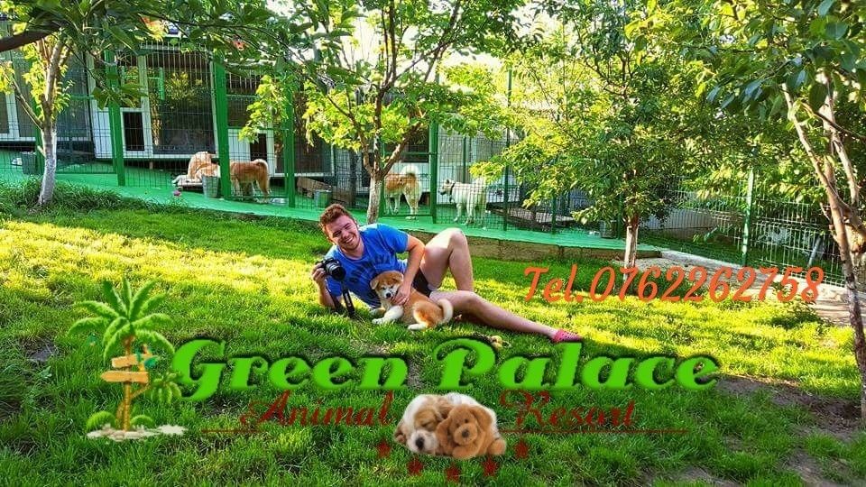 Pensiune caini  si pisici Iasi Școală de dresaj (canina&felina)