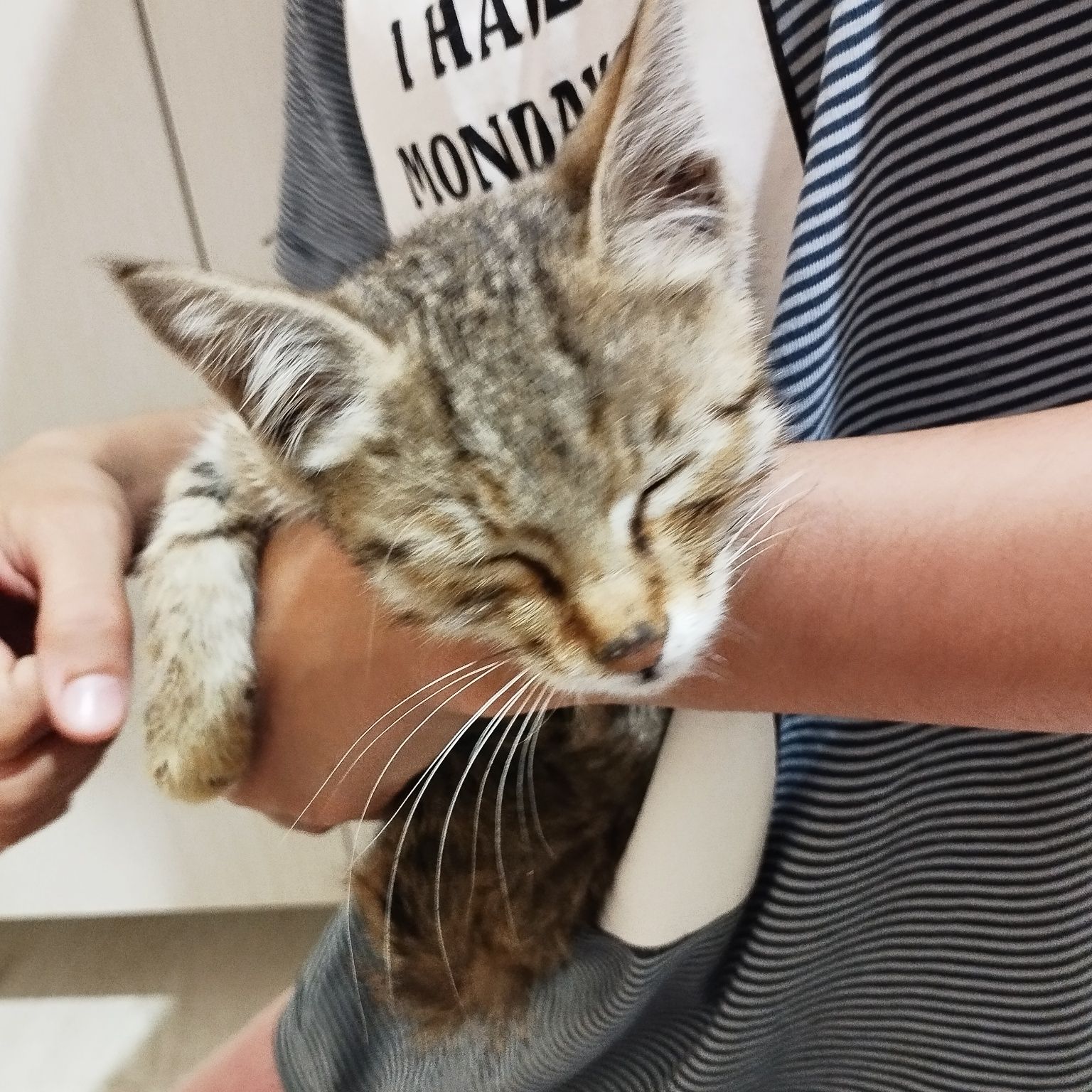 Кошка ищет любишую семью мальчик