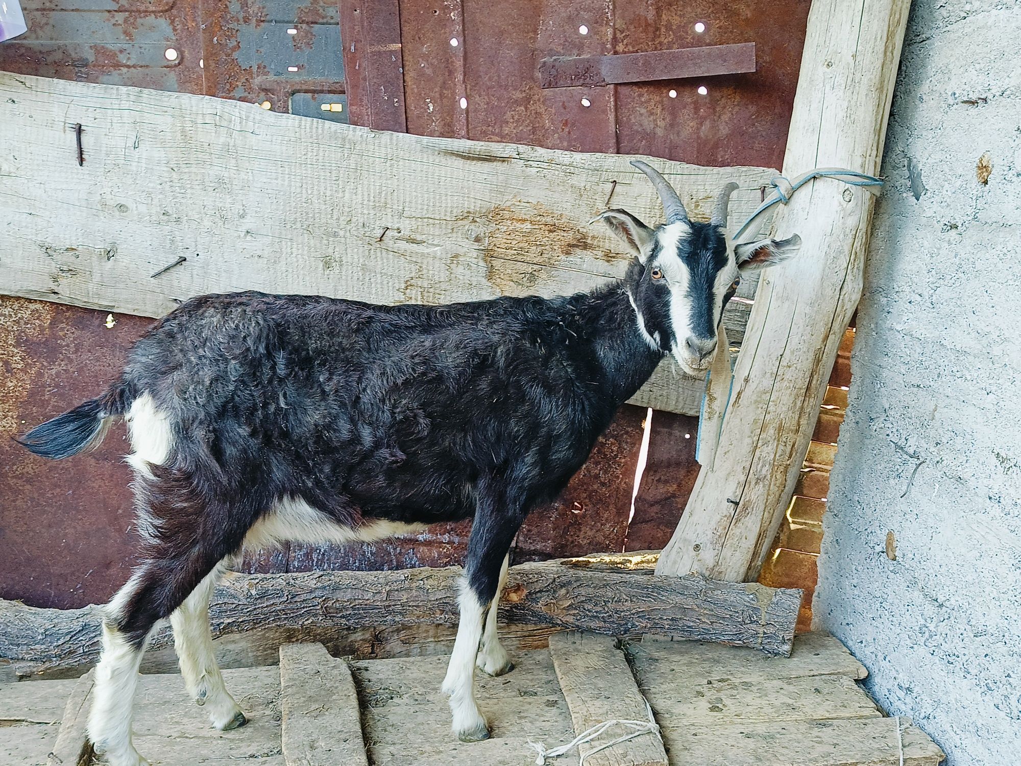 Пародистая коза, сүтті ешкі