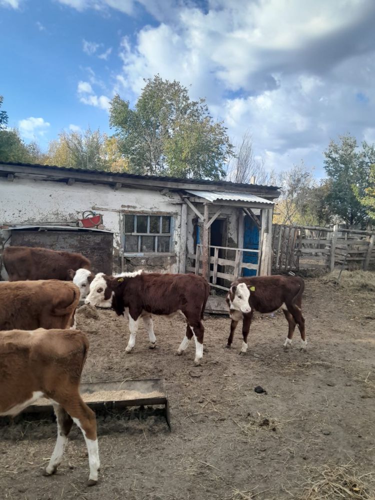 ПРОДАМ 4 Бычка и  1 телочку ОТ 5 до 7 мес