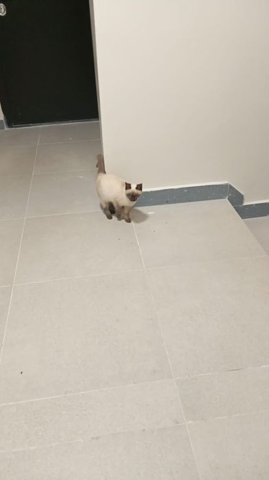 Отдадим котенка в добрые руки.