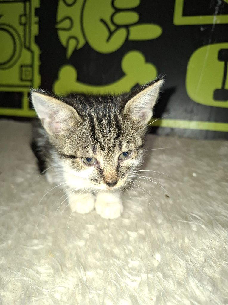Много мило женско котенце на 1,5 месеца
