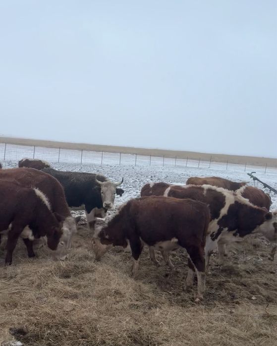 Коровы, телята подсосные