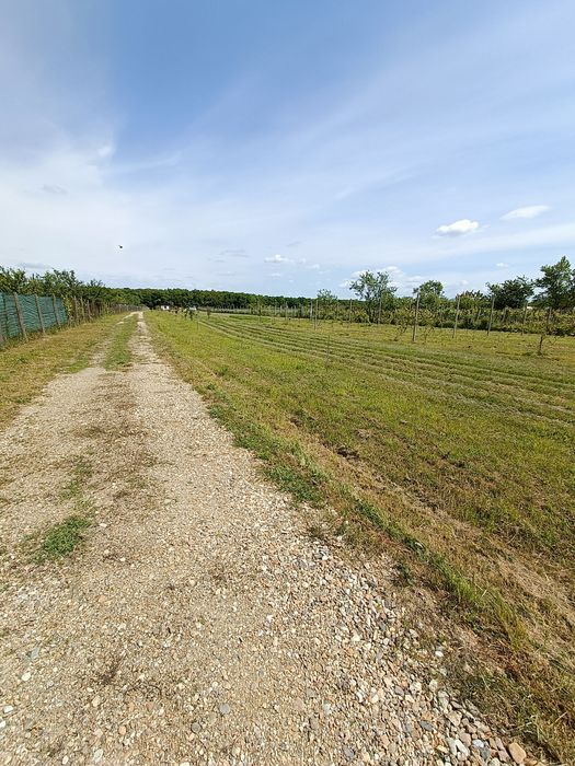 Teren de vânzare in Bihor 7 min de Băile Felix și 9 minute de aeroport