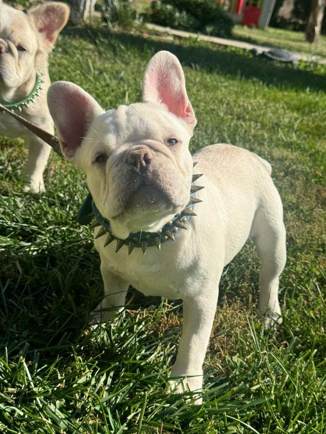 Френски булдог, french bulldog