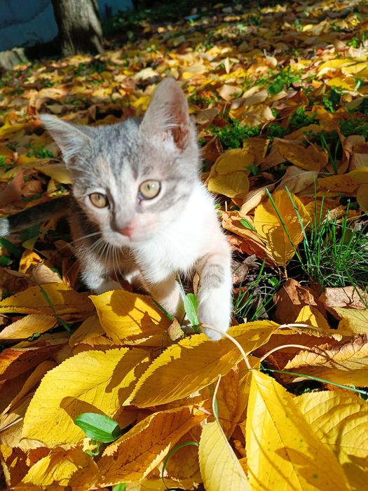 Подарявам женско коте