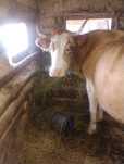 Vând vaca bălțată româneasca cu vital de 5 săptămâni