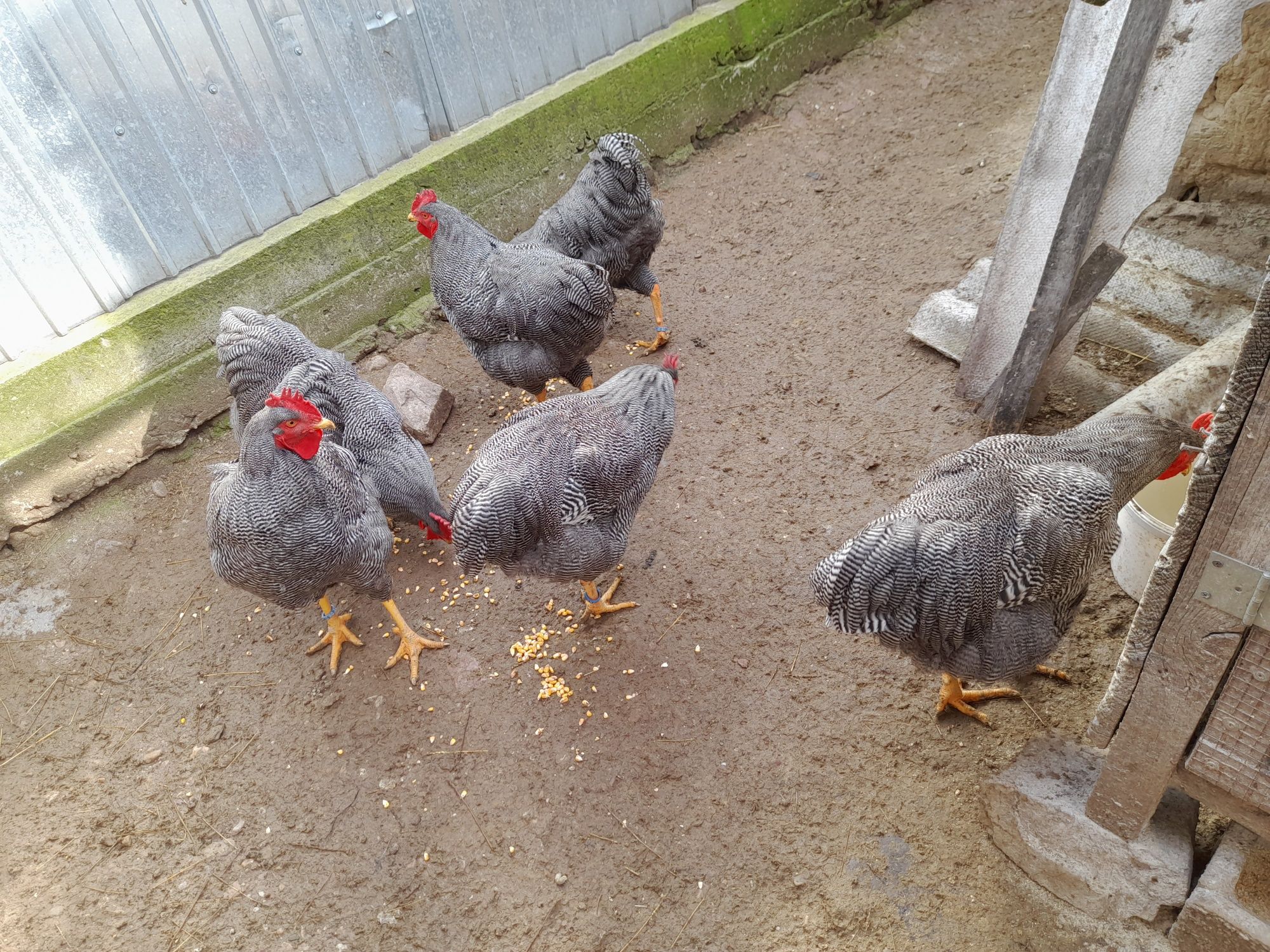 Vând cocoși plymouth rock barat