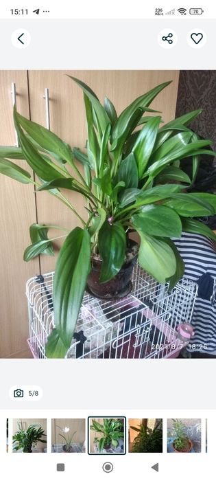 Комнатные растения