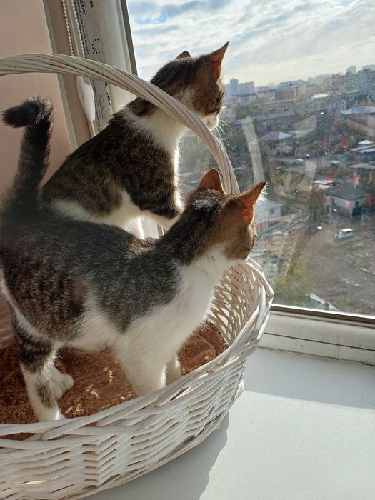 Котята ищут любящих и ответственных котородителей